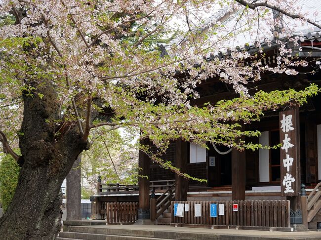 　４月１日、上野芸大美術館で始まった渡辺省亭展を見に行きます。<br />明治から大正に掛けて活躍した日本画家で、赤坂離宮（現迎賓館）花鳥の間七宝額の原画を担当した人、浮世絵の流れを組む画風で日本より欧米で有名な画家、作品の多くも海外所在です。<br />展覧会見学後、先日に続き寛永寺の建物群を回ります。<br />　江戸時代を通じ寛永寺は将軍家菩提寺として隆盛を極め、上野全山を占める広大な敷地に巨大な建物が林立していました、しかしその多くを上野戦争で焼失、又戦災により華麗な将軍家墓所の殆ども失います。<br />その僅かに残された遺物や面影を訪ね昔を偲ぼうという算段です。<br />花の上野、桜も愛でながら回ります。<br />では御一緒に回りましょう。<br /><br />　　　　　　　　表紙は寛永寺根本中堂<br /><br />