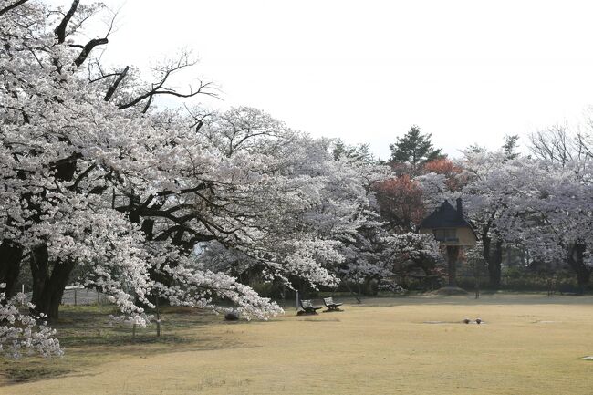 山梨 桜めぐり 2021