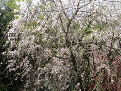 堀内家の紅枝垂れ桜は散り始めです－2021年