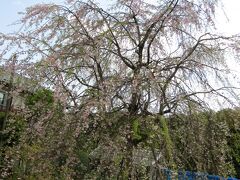 今年見付けた三枚畑の枝垂れ桜は葉桜ぎみです