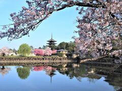 ～桜の花でいっぱいの奈良へ～　後編　＜奈良ホテルから　“ならまち”　散策と　春日大社＞