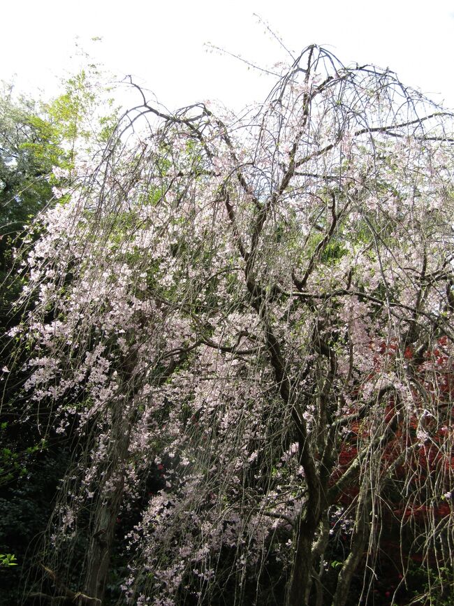 　初夏のような陽気が続いており、堀内家の紅枝垂れ桜（https://4travel.jp/travelogue/11684959）もは散り始めである。今日は枝垂れ桜がある實方家のご主人（昭和7年生まれ）から少し話を聞いてきた。20年近く前に實方塚が発掘されて塚が移設された頃に實方塚の話を聞いたことがある。あの当時から見るとお互いに歳を取ったものだ。<br />　上倉田町は実方塚のある山地で南北に分かれており、昔はそれぞれ25軒づつの家があり、南地区では2軒の大地主がいてこの辺りの土地の大部分を所有していたのだという。その1軒が丘の上の小串家であり、もう一軒が谷にあるここ堀口家であったという。しかし、それは戦前の農地解放以前の話である。<br />　枝垂れ桜の花見に訪れ始めた最初に堀口家のおばあさんに枝垂れ桜を見させて頂いているお礼にと白花タンポポ（鎌倉タンポポ）とその色変わりの黄花タンポポ（横浜タンポポ）を持って行ったらご丁寧にお土産を頂いたことがあった。今、思えば嫁ぎ先がこうした昔からの旦那であったからであろう。<br />　丘の上には小串家が外れで、裏山は１町歩ほどの畑などがあったが、小田急分譲地として売却されて今では小田急団地になっている。また、實方塚脇の旧道は野庭道と呼ばれた旧街道であるという。昔、上野庭にある浄念寺が無住になったときに上倉田の蔵田寺からお坊さんが歩いて通ったというが、それがこの野庭道であろう。<br />（表紙写真は堀内家の紅枝垂れ桜）<br /><br />