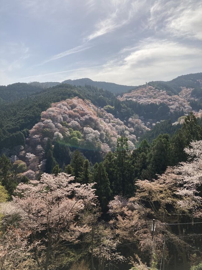 吉野の桜を見たことがなく、<br />有名な桜はどんなもんかと見に行ってみました。