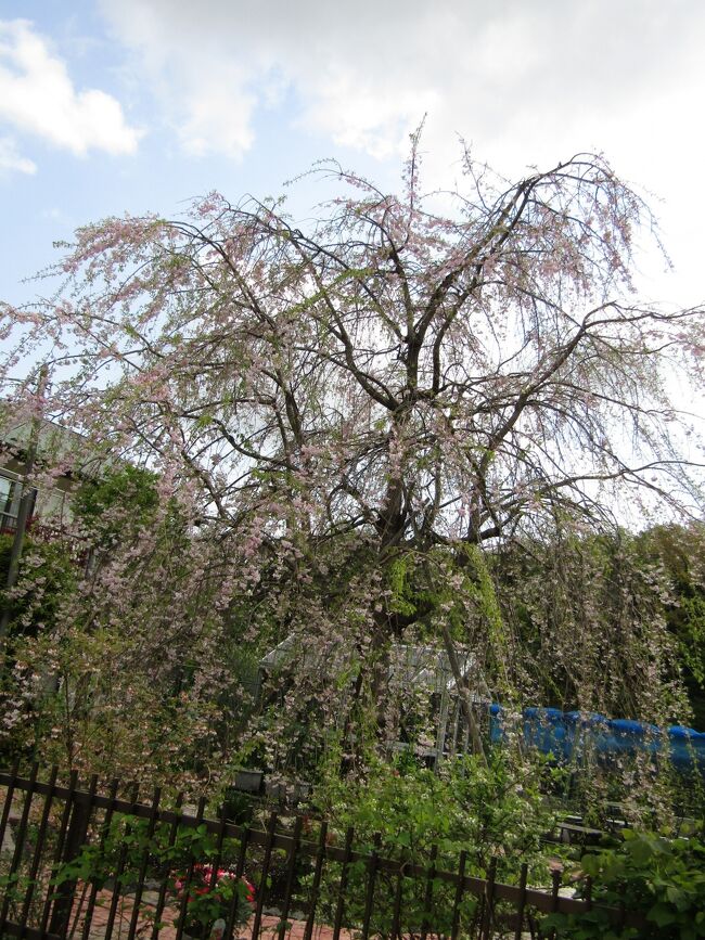 　今年見付けた舞岡町三枚畑の小田急団地の分譲地にある枝垂れ桜（https://4travel.jp/travelogue/11684972）は満開を過ぎて葉桜ぎみである。先日（3/31）よりは、木の上の部分の花の量が多くなったようにも見える。2年前の台風の影響が今年の春にまで及んでいるようではあるが、来年の春になればもっと立派で見栄えがする紅枝垂れ桜となることが期待される。<br />（表紙写真は三枚畑の枝垂れ桜）