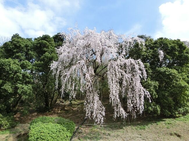 吹田市千里丘北にある「Gスポーツ・吹田ミリカ」付近の斜面に、今年も元気良く「エドヒガン（江戸彼岸）の枝垂れ桜」が咲きました。周囲の緑色の樹々に囲まれて、たった１本だけ咲いているので非常に目立ちます。<br />また、平坦な場所に咲いている「枝垂れ桜」はよく見かけますが、斜面に沿って咲いている「枝垂れ桜」は珍しく、その形状がまるで滝を勢いよく落下している水のように見えるのです。<br />私だけの眼の錯覚かもしれませんが・・。<br /><br />昨年もきれいに咲いていましたが、今年は昨年以上にきれいに咲いているように見えました。昨年から１年余り、コロナウイルスを避けながら自粛生活をしている人達にとっては、心を明るくさせてくれる１本の「枝垂れ桜」でした。<br /><br />そのような「旅行記」ですが、一見していただければ有難く思います。<br /><br />【余談になりますが・・エドヒガン（江戸彼岸）の豆知識】<br />「エドヒガン」は落葉高木であり、樹高はおおよそ１５～３０ｍ以上になります。<br />名前の通り、春の彼岸頃に花を咲かせます。花は薄紅色から白色で花弁は５枚で一重、萼（がく）の下部に球状のふくらみがあるのが特徴です。<br />葉より先に花が咲き、多種に比べると一週間から１０日ほど早く咲き始めます。<br />「ヤマザクラ」と共に、サクラの中では非常に長寿の種であることが知られています。<br />樹齢２０００年を超えると言われる「神代桜」、樹齢１５００年を超える「淡墨桜」、樹齢１０００年と言われる「樽見の大ザクラ」、その他にも樹齢３００年を超える「石割桜」などが有名です。<br />花が多く咲く特性から多くの品種の母種として使われています。「枝垂れ桜」のように枝をたらす品種も多く作られています。<br />「ソメイヨシノ」と言う品種は、「エドヒガン」を母親に、「オオシマザクラ」を父親にした種間交雑種です。そのため、「ソメイヨシノ」も葉の前に花が咲く性質があります。