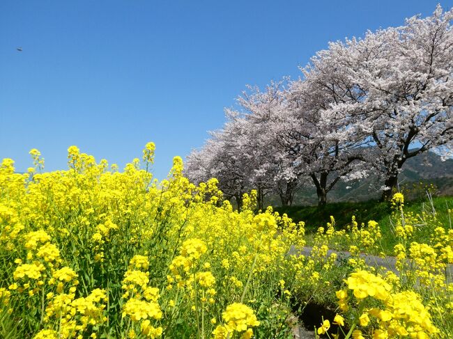 春です。暖かな日が続いたおかげで桜が一気に咲き出して、まさに春爛漫。でも･･･いつもの春とは違う2021年の春。<br />忙しい年度末を乗り切った後、お花見や温泉を絡めた旅行でリフレッシュするのが恒例でしたが･･･コロナよ、なぜもうちょっと寝ててくれないんじゃー（泣）<br /><br />愚痴はこのくらいにします。すいません。<br />感染対策を念入りにしてレンタカーで日帰り旅行をしてきました。行き先は鳥取県、観光で訪れるのは25年ぶりくらい？天気も花の見頃も上々でよかったです。