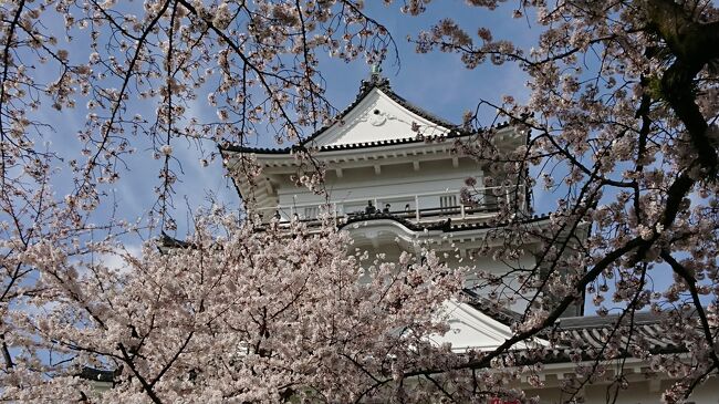 小田原城の桜を見た