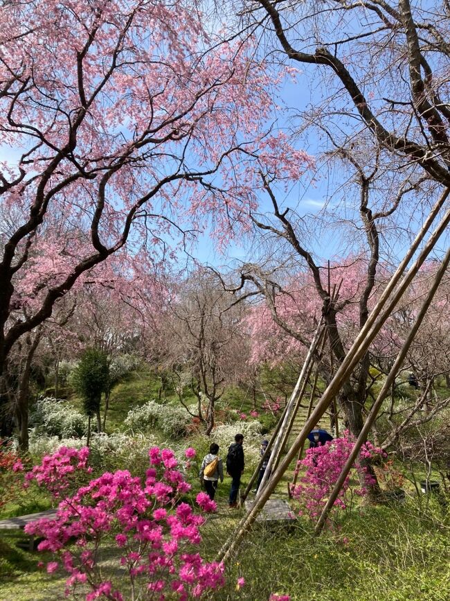 ３月末にあちこちで桜満開の京都をできるだけ蜜を避けて巡りました。<br /><br />今回かねてから気になっていた京の桜の隠れ里「原谷苑」をたっぷり堪能する事、二条城で行われる夜のアートイベント「NAKED FLOWERS２０２１ー桜ープロジェクションマッピングを特に楽しみにしていました。<br /><br />一日目は暑いくらいの晴天に恵まれました。<br />平野神社、原谷苑、岡崎十石舟くだり（混んでて乗れず）知恩院（目の前まで）祇園、河原町の高島屋でお買い物（主にお土産）<br />ランチはブリアン平野店にてお総菜パンなどを購入。<br />休憩&amp;夕食に一旦宿泊先のホテルへ戻る。<br />夜から二条城でのアートイベント（NAKED FLOEWERS桜２０２１）に出掛ける。<br /><br />二日目は朝から小雨でしたが、事前にお天気予報で調べていたので、それほどのショックもなく、一日目に予定を集中させたので、二日目は近場でのんびりフラフラする事にする。<br />朝食はまるき製パンでコッペパンを購入。<br />東本願寺、西本願寺、東福寺、伏見稲荷大社に参拝。<br />ランチは東福寺駅すぐのドラゴンバーガーにてワサビバーガーを食す。<br />夕食は伊勢丹地下で京都料亭のお弁当を購入。<br />夕方の新幹線で東京に帰りました。<br />