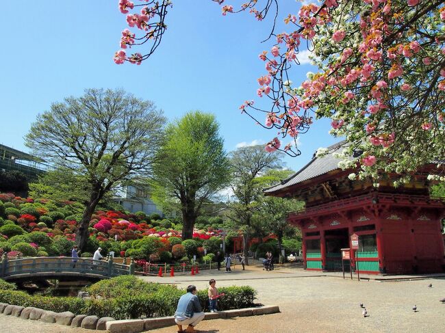 週末恒例のお散歩ですがいつも上野公園周辺ばかりなので、まだ訪れたことがなかった根津神社へ行ってきました。根津神社の本殿・幣殿・拝殿・唐門・楼門は江戸時代の現存建築で国の重要文化財に指定されてます。