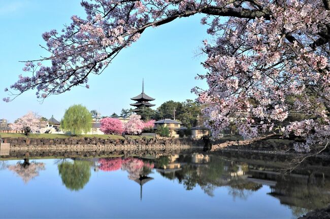 4/1(木)<br /><br />私にとって旅行先では恒例になっている朝の散歩で、桜と五重塔が池に映り込む美しい景色を堪能しました。奈良ホテルに戻り、美味しい茶粥の朝食を頂いた後 “ならまち” を散策して、町屋や「からくりおもちゃ館」を見学したり買い物をしたりして楽しみました。<br /><br />その後いったんホテルに戻り、おすすめのアップルパイやサンドイッチをティーラウンジで頂き、興福寺と春日大社に向かいました。<br />春の奈良公園は桜がいっぱい咲いていて、花びらが緑の草原の上に落ちる様子は素敵な映画のワンシーンを見ているようでした。鹿たちがのんびりと草を食む姿を見ながらの移動は、「奈良に来た~」っていう感じがしました♪<br /><br />春はあっという間に過ぎ初夏の訪れを感じるこの頃ですが、感染対策をしながら2年目のコロナ禍で季節の花を楽しみたいです。