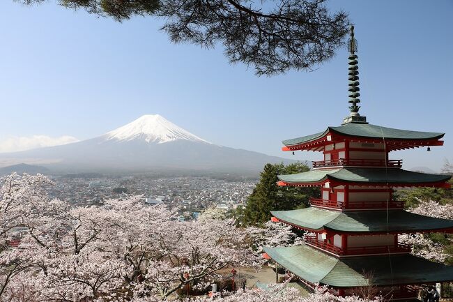 富士山と桜の景色が見たくて今回の旅行を年初に計画。<br />当初の計画では、3月28日から3泊4日の予定でしたが、週間天気を見ると何れも天気が悪そうなので急遽宿を追加予約して5泊6日に変更しました。<br />新型コロナウイルス緊急事態宣言が解除されたものの、感染リスクを少しでも下げるため、今回もマイカーで出かけることにしました。<br /><br />今回の旅程は、<br />3月26日（金）自宅から車で日本平、富士山本宮浅間大社と大石寺の桜を鑑賞後、大瀬崎の民宿泊<br />3月27日（土）西伊豆の煌めきの丘・恋人岬・黄金崎、堂ヶ島、松崎町観光後、沼津インターグランドホテル泊<br />3月28日（日）静岡県富士山世界遺産センター、沼津港、元箱根を観光後、エクシブ箱根離宮泊<br />3月29日（月）大涌谷、元箱根、三嶋大社、修善寺観光後、伊豆マリオットホテル修善寺泊<br />3月30日（火）富士五湖（田貫湖･本栖湖･精進湖･西湖･河口湖･山中湖）観光後、富士マリオットホテル山中湖泊<br />3月31日（水）新倉山浅間公園、富士五湖観光後に帰宅<br /><br />週間天気予報ではあまり天気が良くないとのことでしたが、良い方に外れて比較的天候に恵まれた旅行となりました。<br />ただ一番期待していた最終の富士五湖巡りは天気がよいものの、黄砂の影響で霞んだ富士山になったのがちょっと残念でした。<br />とは言うものの、今年の桜は開花が早く、とてもきれいな桜の花見ができました。<br />特に新倉山浅間公園の桜は、観光ポスターのようにとても見事でした。<br />今回は、旅行最終日の新倉山浅間公園と富士五湖を回って帰宅するまでを紹介します。<br />新倉山浅間公園は外人さんに人気のスポットですが、この日は黄砂の影響もほとんどなく、きれいな富士山と桜の花を見ることが出来ました。<br />観光ポスターと同じ景色が見られて良かったです。