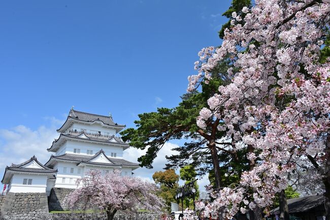 4月最初の日曜日、桜が彩る北条氏5代の居城「小田原城」へ。<br />白亜のお城と満開の桜のコラボが見事です♪<br /><br /><br />〔日本さくら名所100選でお花見〕<br />●隅田公園(東京都墨田区):https://4travel.jp/travelogue/11683954<br />●姫路城 (兵庫県姫路市):https://4travel.jp/travelogue/11593194<br /> https://4travel.jp/travelogue/11601496<br />●奈良公園(奈良県奈良市):https://4travel.jp/travelogue/11615907<br />●郡山城址公園(奈良県大和郡山市):https://4travel.jp/travelogue/11613989<br />●松江城山公園(島根県松江市):https://4travel.jp/travelogue/11478799<br />●鶴山公園(岡山県津山市):https://4travel.jp/travelogue/11484252<br /><br />〔日本100名城登城記〕<br />●水戸城(常陸国):https://4travel.jp/travelogue/11472788<br />●上田城(信濃国):https://4travel.jp/travelogue/11516270<br />●春日山城(越後国):https://4travel.jp/travelogue/11658345<br />●姫路城(播磨国):https://4travel.jp/travelogue/11593194<br /> https://4travel.jp/travelogue/11601496<br />●松江城(出雲国):https://4travel.jp/travelogue/11478799<br />●津山城(美作国):https://4travel.jp/travelogue/11484252<br />●萩 城(長門国):https://4travel.jp/travelogue/11628785<br />●大洲城(伊予国):https://4travel.jp/travelogue/11652466<br />●宇和島城(伊予国):https://4travel.jp/travelogue/11644895<br />●高知城(土佐国):https://4travel.jp/travelogue/11567369