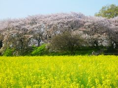 バス幸手桜も散って不幸は去って