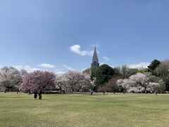 小さな旅　北参道イタリアンと新宿御苑でお花見