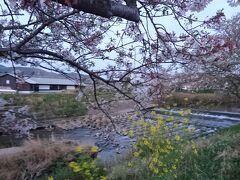 【お散歩テケテケ】今日もいつもの所まで歩きましょう、桜はもう終わりね。<梅田川川岸>