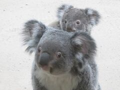 九州・中国動物園めぐり①【平川動物公園 2019/03/07】