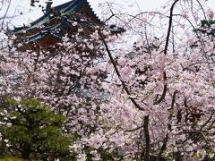 20210401-1 京都 平安神宮神苑の紅枝垂れ桜が見頃を迎えておりまして