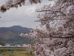 20210402-1 京都 北大路駅から上賀茂神社に向かう途中、半木の道の紅枝垂れ桜