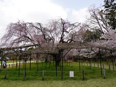 20210402-2 京都 上賀茂神社で桜。斎王桜言いますのね。