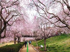 春爛漫(ひたち風土記の丘の枝垂れ桜+希望ヶ丘公園の菜の花畑)