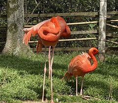 桜と動物を見に2  市川市動植物園