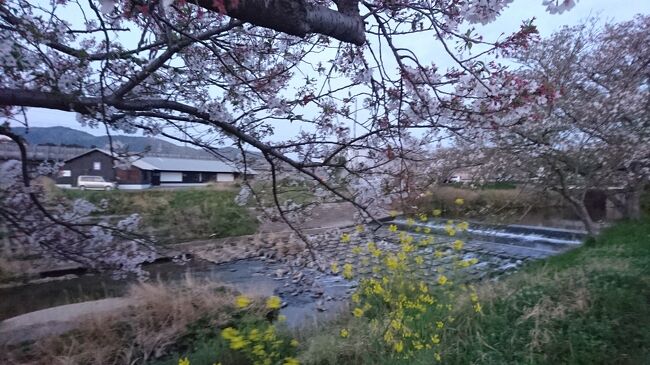 今週も大先輩と社外ミーティング…と言うか、お誕生日会。ちょっとだけ、早く家を出て歩きます。<br />梅田川川岸の桜を見ながら、いつものお店へ。もう、桜は終わりだね。<br /><br />さぁ、歩きましょう。
