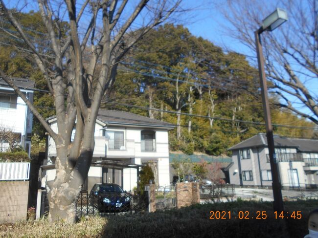 センター南駅から徒歩15分ほどで入り口につきます。新興住宅地の中に残った小高い丘全体が茅ヶ崎城址公園となっていて、遺構はありましたが建物や石垣などは全くなく、多くの説明板があり、空堀、郭、土塁などが良好な状態で残っていて当時の様子をうかがい知ることが出来、築城年代は14世紀頃の中世城郭としての貴重な歴史的遺産だそうです。江戸時代に入ってからは徳川領となり、村の入会地などとして利用されていたことで今日まで保存されてきた北郭 中郭 西郭などの郭を巡りながらいくつもの説明板を見て、高低差のある狭い道を歩いて散策し、有意義なひとときを過ごしました。