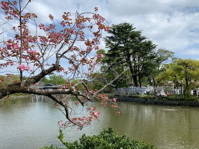 1月2日に鎌倉へ初詣に行くのが恒例になってたんですが<br />今年は三が日を外して行こうかななんて思ってたら<br />緊急事態宣言が発令されて、<br />初詣どころでは、なくなっちゃいました。<br />そして３月になり緊急事態宣言も解除されたので<br />まずは初詣に行きたいね！とやっと初詣に行けました。<br />