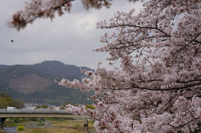 染井吉野のお花見散歩は、最終日になるかもです。どこ行こうかな？上賀茂神社と植物園にしましょうか。<br /><br />って事で、北大路駅です。上賀茂神社まで賀茂川沿いを北上ですが、途中は半木の道。まだ見頃前かもとの情報見かけたけれど、どないかね？