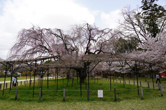 目的地の上賀茂神社到着です。染井吉野の最終日と思いつつ、気になったのは、多分別の桜。一の鳥居をくぐってすぐに、大きな桜の木はあったよなぁ…