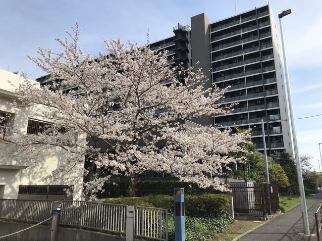 コロナ禍2年目の開花時期です。<br />近所の桜を撮影しました。
