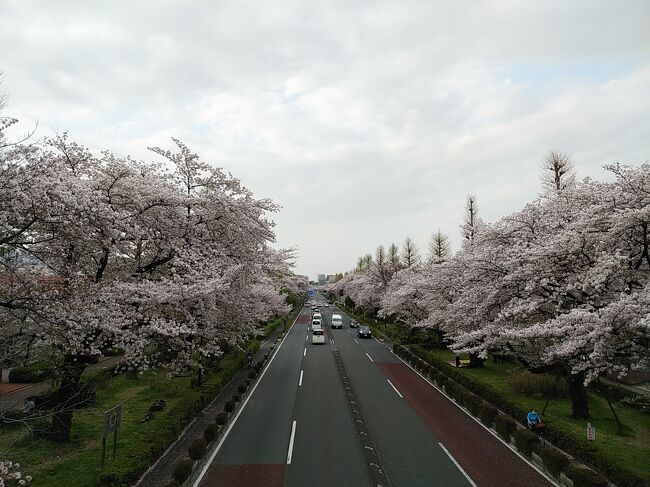 首都圏も2度目の緊急事態宣言が明けましたが、依然新型コロナウィルスの感染拡大が収まっていません。その中で桜のシーズンが到来しました。ここ近年は年を追うごとに暖冬で、今年都心では3月14日に開花した所もあります。<br />その都心で最も早く開花したと言われる上野公園に開花から約1週間後に行きました。7分咲き以上を期待しましたが、まだ5分咲き程度でした。またほぼ毎年行っているスカイタワーと桜並木が見える隅田公園では咲き始め状態でした。次の土日は行き先が都心と違うエリア、あるいはあいにくの天候という理由で、今年は20年近くぶりに都心の満開の桜を見ることを断念しました。その代わり平日に都内の多摩地区・国立の満開の桜並木を見に行きました。明るい時間帯の国立の大学通りの桜並木を見るのは久しぶりでしたが、2キロほども続く道路両側に並ぶ満開の桜は圧巻ものでした。<br /><br />-----------------------------------------------------------------------------<br />スケジュール<br /><br />　3月22日　自宅－新宿駅　新宿中央公園観光－東京メトロ都庁前駅－<br />　　　　　　東京メトロ上野御徒町駅　上野公園観光－東京メトロ上の駅－<br />　　　　　　東京メトロ浅草駅　浅草寺観光・グルメ－東京メトロ浅草駅－<br />　　　　　　自宅<br />★3月31日　自宅－JR国立駅　大学通り桜並木観光－JR谷保駅－自宅　