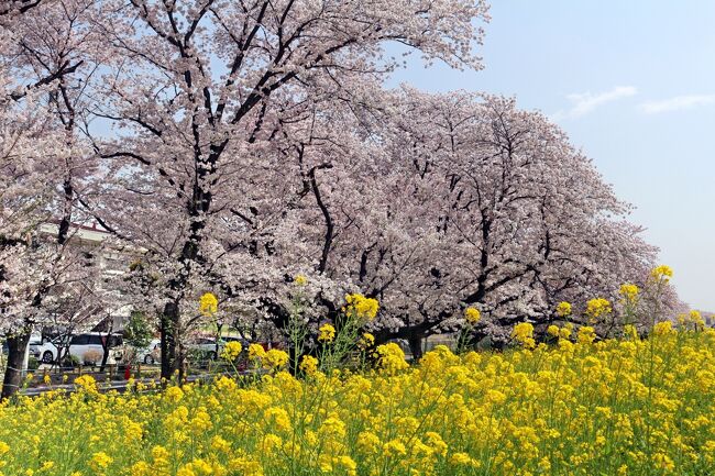 荒川土手沿いの２kmに咲き誇る約500本のソメイヨシノ・・・江戸時代から続く桜の名所「熊谷桜堤」は『日本さくら名所100選』のひとつです。<br />訪れてみると、満開の桜の下に咲く菜の花・・・その見事なコラボを楽しみに、大勢の人が春の一日を楽しんでいました。<br />花見の後は、渋沢栄一の足跡を訪ねて深谷市へ・・・大河ドラマ『青天を衝け』も始まり、こちらも大勢の人が訪れていました。