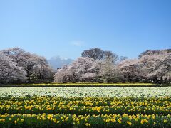 憧れの風景に逢いに行く旅　　【 日本三大桜 山高神代桜 】