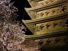 京都桜めぐり①　東寺のライトアップと御宿野乃