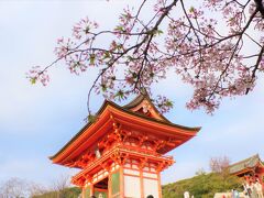 京都桜めぐり③　清水寺夜の特別拝観と京都で感じる世界