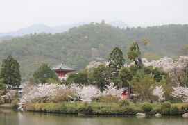 やっぱり！京の桜の巻（参）　北嵯峨野