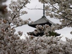 20210403-1 京都 仁和寺の御室桜がもう見頃ってんで、慌てて出かけまして…