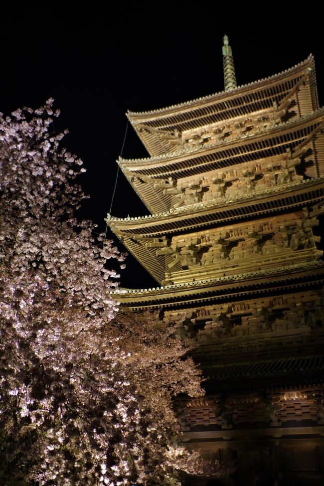 京都桜めぐり①　東寺のライトアップと御宿野乃