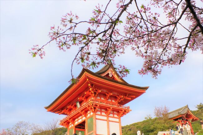 京都桜めぐり③　清水寺夜の特別拝観と京都で感じる世界