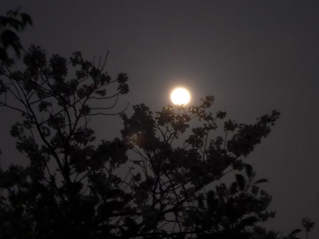 福岡の休日、食事に花見そして最後はワームムーンの月見しました(^o^)