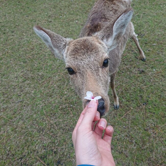 2年ぶり13回目の奈良旅は、1泊2日で桜めぐり♪③ 奈良公園 編