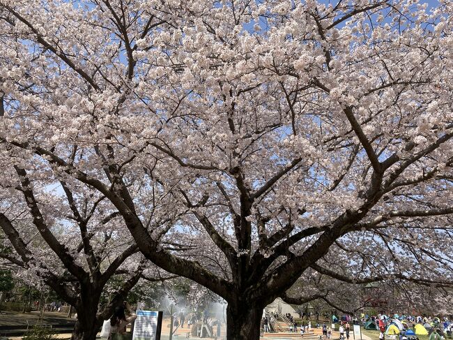 例年になく早い桜の開花でしたね。毎日お籠りの癖がつきました。今年は気晴らしに近隣でお花見をしました。<br /><br />ふなばしアンデルセン公園は船橋市の姉妹都市デンマーク、オーデンセ市（童話作家アンデルセンの故郷）をモチーフに整備されている公園で、150種10万株の草花を楽しめるそうです。<br /><br />四季亭は柏市の外れにある、え？こんなところに？というようななにもないところにある日本料理屋さんです。<br /><br />今井の桜は印旛沼からの排水路、金山落とし沿いにある白井市の桜並木路です。<br /><br />貝柄山公園は鎌ヶ谷市にある小さな湧水の出る谷間を利用した公園です。<br /><br />写真はアンデルセン公園の大きな桜