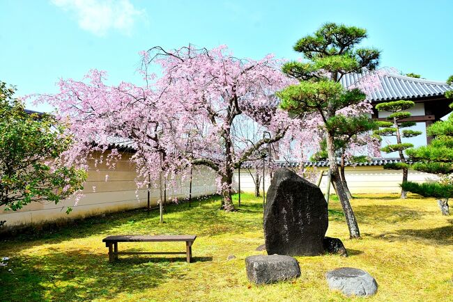 コロナに振り回されて早一年...未だ収束の気配すらない。<br />緊急事態宣言が出されるももうコロナ慣れしてしまっていて効果はないように思うが、発令中は一応自粛しているつもりだ。<br />旅は最高のデトックスなのに、今年に入ってからも既に4つもキャンセルしていてもう限界。<br /><br />昨年11月に京都に行って遅ればせながらも美しい秋を満喫して、今度は春に行くぞ!なんて冗談めいて言っていたが、椿・桜を見たくなってよし実行だ!と計画を立ててみた。<br />紅葉は外したけど見事に桜はドンピシャな時を見られて最高~<br /><br />状況は日々変わるので不安ではあったけど、今回は奈良に住む4トラ仲間のガブリエラさんことガブちゃんにも会いに行ってみよう。せっかくだから誰か誘うかな?ってことでmilkちゃんをお誘いしてみた。<br />奈良では五黄の寅さんも加わって楽しい可笑しい夕飯タイム♪もう4トラ通り越しての仲良しさんばかりで嬉しい限り。<br />そして最終日には大阪に住むakikoさんもお誘いしてアフタヌーンティーも楽しみました!!<br /><br />直前までホントに行けるのか?なんて思っていたけど、一応緊急事態宣言も解除されたので予定通りGo♪<br />安くて快適な夜行バスに味をしめたので今回も往復夜行バスだよん( *´艸`)<br />milkちゃんは仕事の都合上私より1日遅れで入洛。<br />今回は色々4トラ友にも会えて、milkちゃんとたくさん食べ歩きして本当に楽しかった♪<br />奈良の1日だけ雨にたたられたけど、あとはお天気にも恵まれ始終笑いっぱなしのmilkちゃんと私でした(*^^)v<br />まずは京都の北から南からと実に38000歩一人で歩き倒した初日から(笑)<br /><br />3月26日(Fri)<br />23:25新宿バスタ→<br /><br />3月27日(Sat)ロイヤルツイン京都八条口泊<br />5:40京都八条口<br /><br />3月28日(Sun)日航奈良泊<br />京都→奈良<br /><br />3月29日(Mon)ロイヤルツイン京都八条口泊<br />京都散策<br /><br />3月30日(Tue)ロイヤルツイン京都八条口泊<br />京都散策<br /><br />3月31日(Wed)<br />22:45京都八条口→<br /><br />4月1日(Thu)<br />5:30新宿バスタ<br /><br />Vol.1 https://4travel.jp/travelogue/11685063<br />Vol.2 https://4travel.jp/travelogue/11685574<br />Vol.3 https://4travel.jp/travelogue/11686731<br />Vol.4 https://4travel.jp/travelogue/11687047