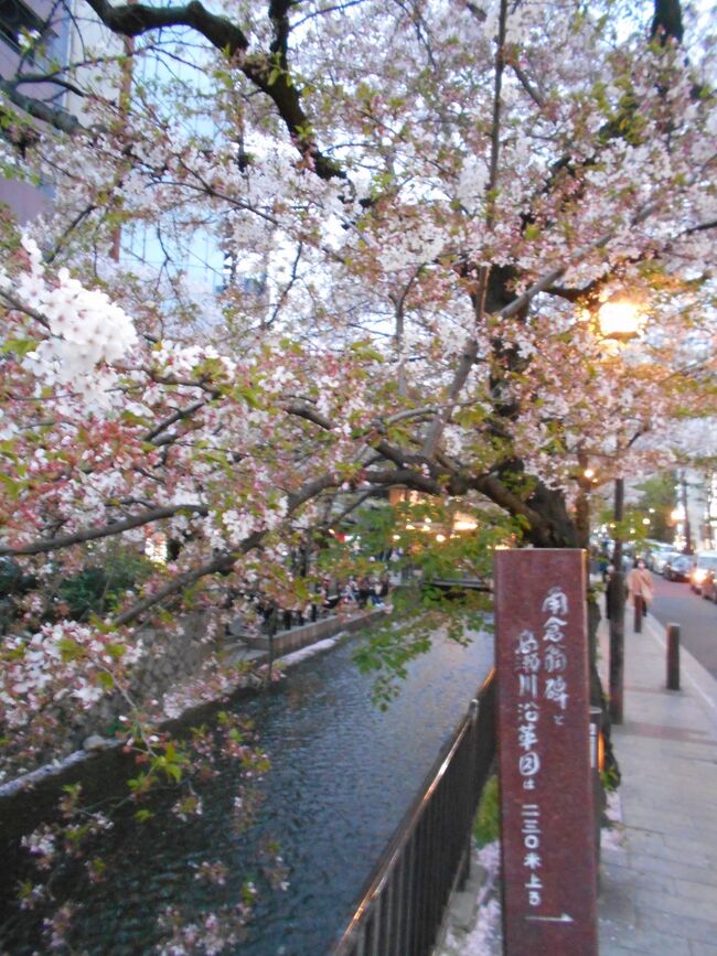 弘前城を守るようなお堀端の桜たち、<br />凛々しい彦根城を仰ぐように咲き誇る桜、<br />江島生島を連想する高遠、紅色鮮やかな桜、<br />一目千本の吉野のお山も言葉をなくしてしまったけれど、<br /><br />今は、高瀬川の桜を眺めていたい。<br />あたり一面がピンク色に染まり、<br />黄昏時は<br />一層なまめかしく、心浮き立たせる桜。<br /><br />会いに行こう。<br />