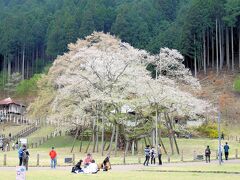 ■ 日本三大桜 根尾谷 淡墨桜 を愛でる旅　＜岐阜県＞