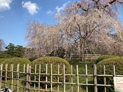 桜2021 京都　祇園　円山公園