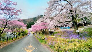 上州は桜満開！わたらせ渓谷鉄道と伊香保グリーン牧場でお花見＠日帰りバスツアーの巻