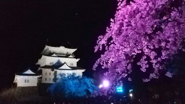 秦野の弘法山で桜を見たあとは小田原城のライトアップでまた桜を見ました。<br />天気は良かったけど富士山は見えなくて残念。<br />マイナーな震生湖で映画なロケをやっていて大好きな俳優さん主演なので桜よりテンション上がってしまいました。クランクアップだった。