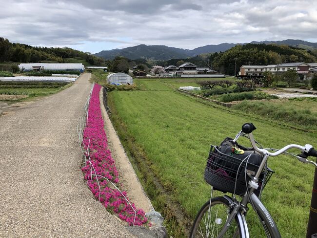 春の飛鳥の地を自転車で　巡る